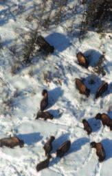 4 Populations in the NWT There are seven free-ranging populations of wood bison within historic wood bison ranges in Canada (Figure 2).
