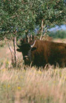 5 Challenges 5.1 Addressing Disease Three diseases currently challenge wood bison management in Canada.
