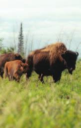 Key Strategies 3. Expand opportunities to harvest wood bison. 4. Expand potential economic benefits. 5. Work with communities and other agencies to reduce bison/human conflicts. 6.