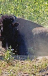 Appendix B Detailed Strategies 1. Develop a ten-year management plan for each of the three wood bison populations: Mackenzie, Nahanni and Slave River Lowlands.