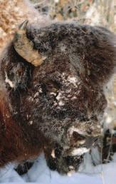 1 Goals The goals for wood bison management recognize that bison, like other wildlife, have ecological, cultural and spiritual values along with consumptive uses. The goals are to: 1.