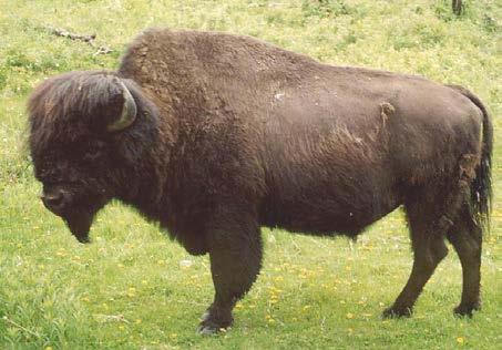 COSEWIC Assessment and Status Report on the Plains Bison Bison bison bison and the Wood Bison Bison