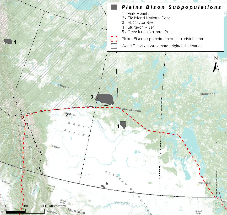 This assessment considers five and nine Canadian subpopulations that are wild by nature (see Population Units to Be Assessed by COSEWIC) within the Plains Bison and Wood Bison designatable units,