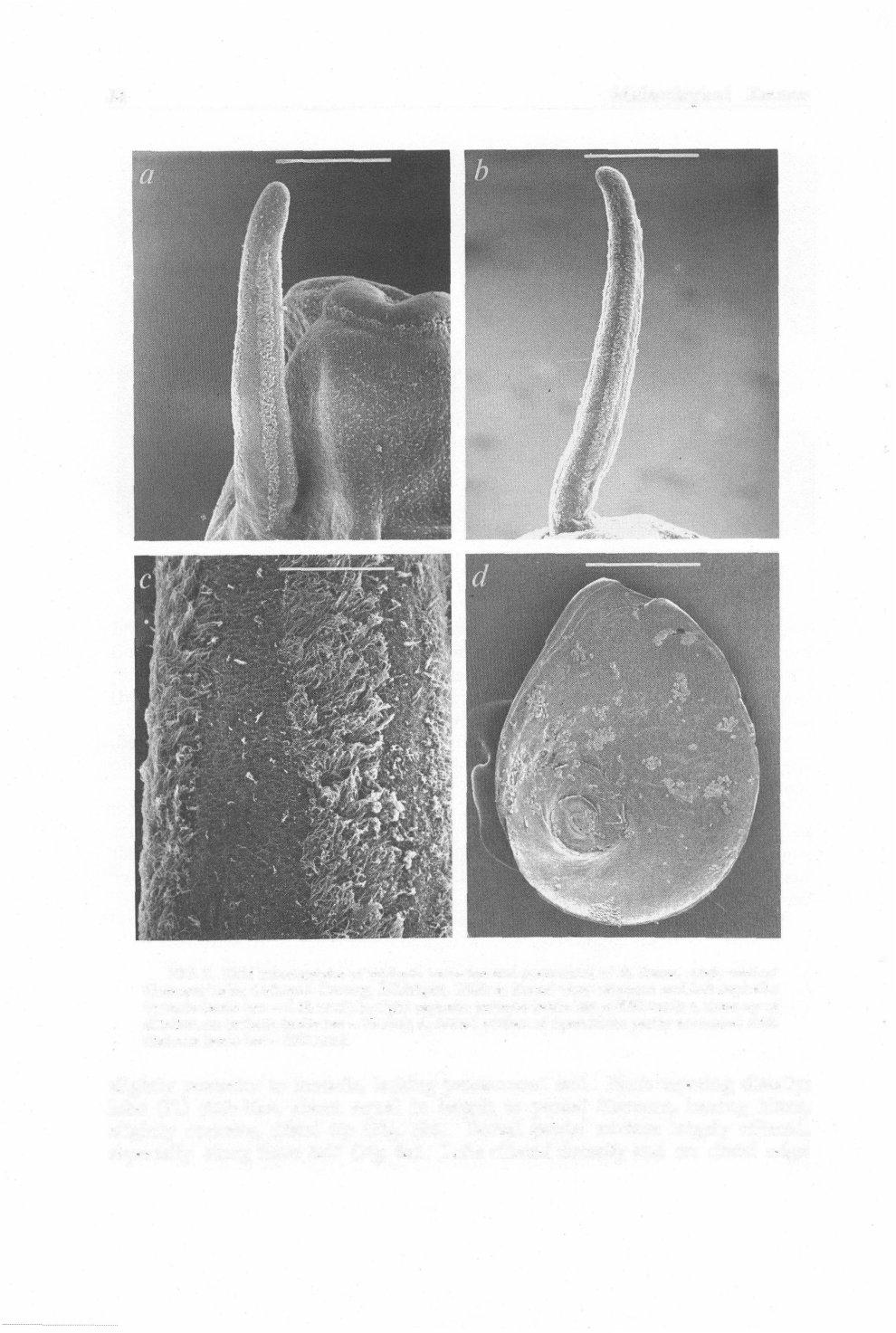 84 Malacological Review FIG. 3. SEM micrographs of cephalic tentacles and operculum of A.