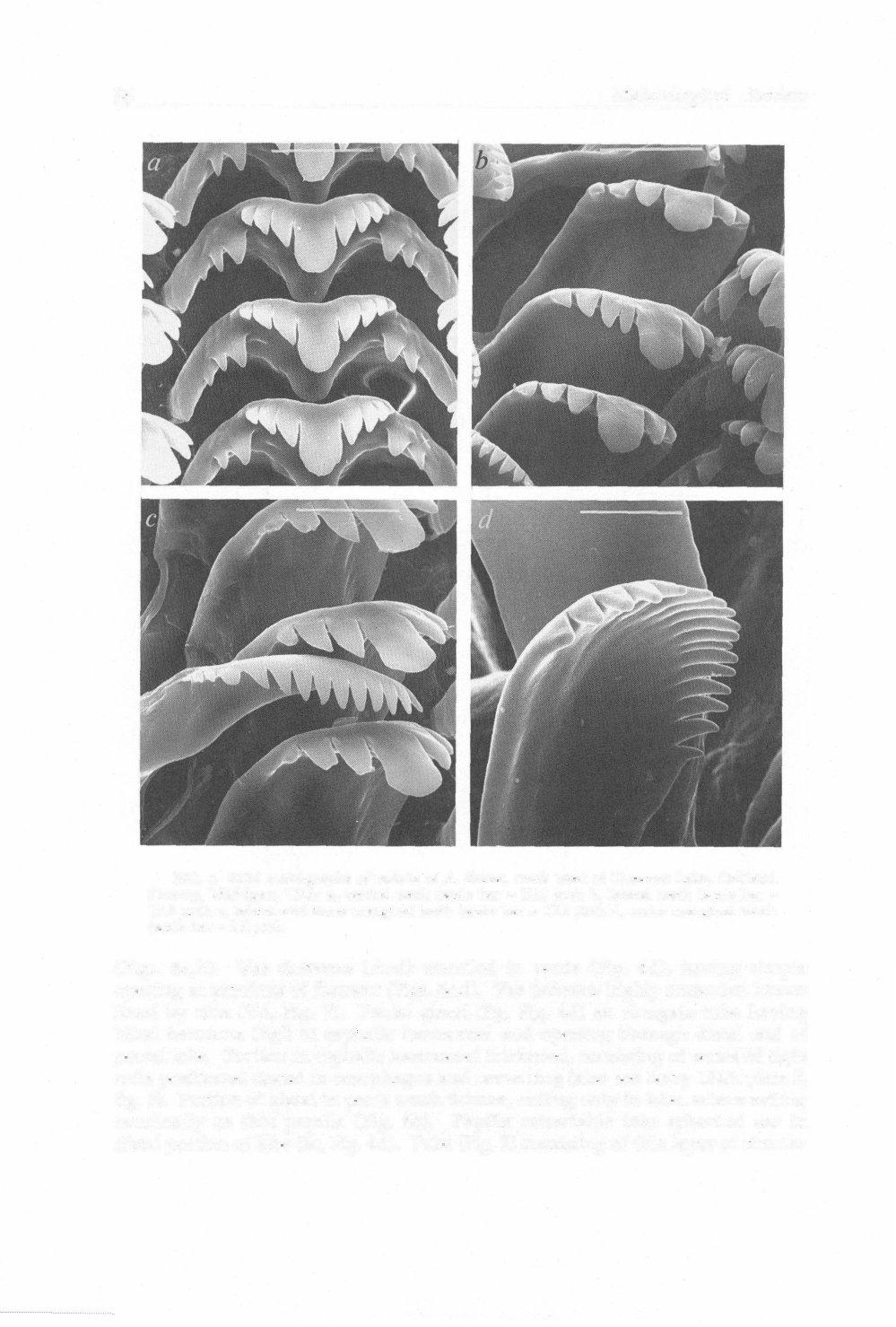 86 Malacological Review FIG. 5. SEM micrographs oi radula of A. limosa, creek west of Crescent Lake, Oakland County, Michigan, USA: a, central teeth (scale bar = 20.
