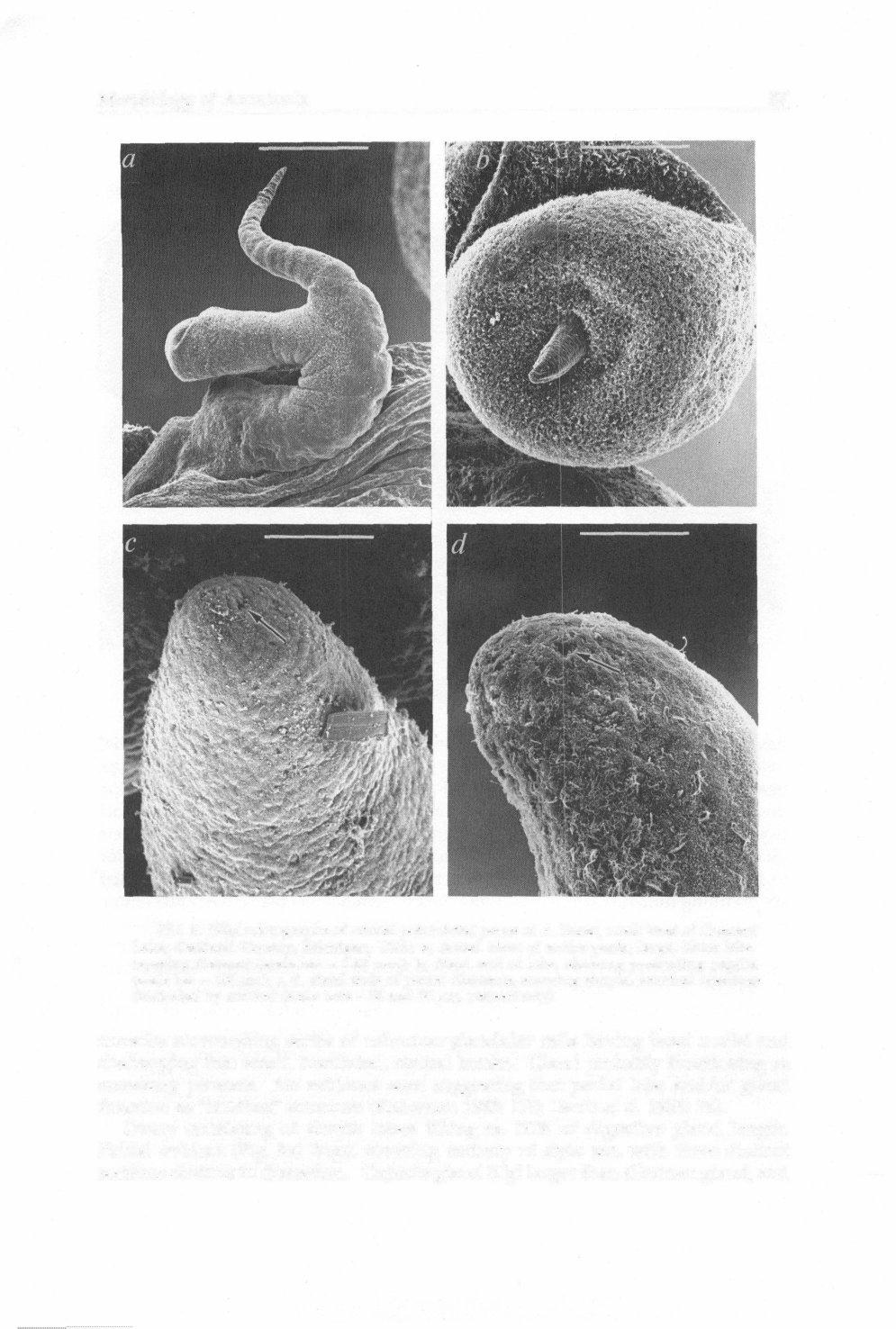 Morphology of Amnicola 87 FIG. 6. SEM micrographs of critical point dried penes of A.