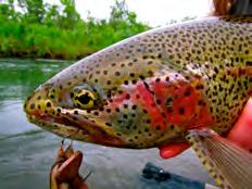 You can sight cast for a lot of these fish and they can be caught using a variety of flies and techniques including mouse patterns, leech patterns, egg flies, flesh