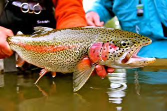 There are excellent sight casting opportunities, and they will often take the fly just at rod s length after having chased it for 20-30 feet.