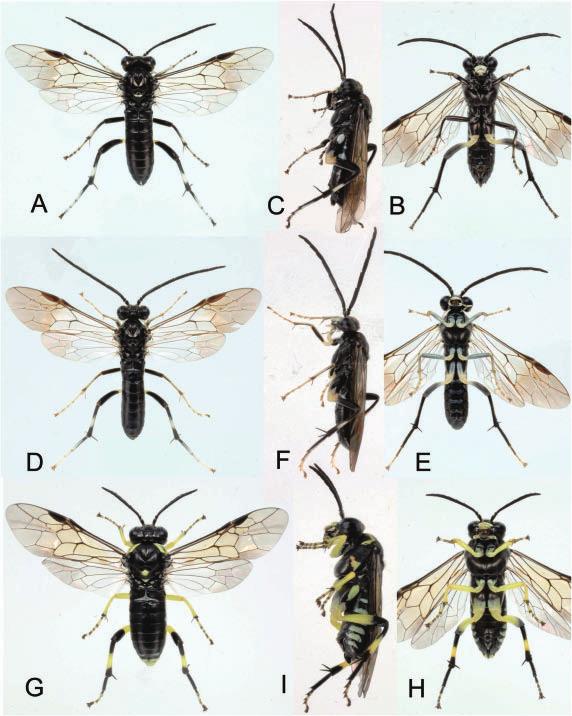 Two New Species of Macrophya Sawflies 45 Fig. 1. Macrophya harai n. sp. (A E) and M.