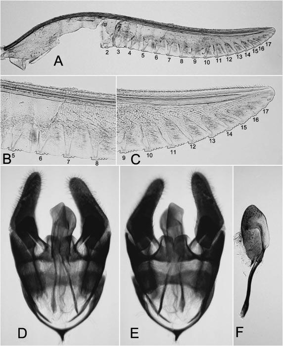 Two New Species of Macrophya Sawflies 47 Fig. 3. Macrophya harai n. sp., holotype, female, lancet (A C) and paratype, male, genitalia, Hitomai (D F).