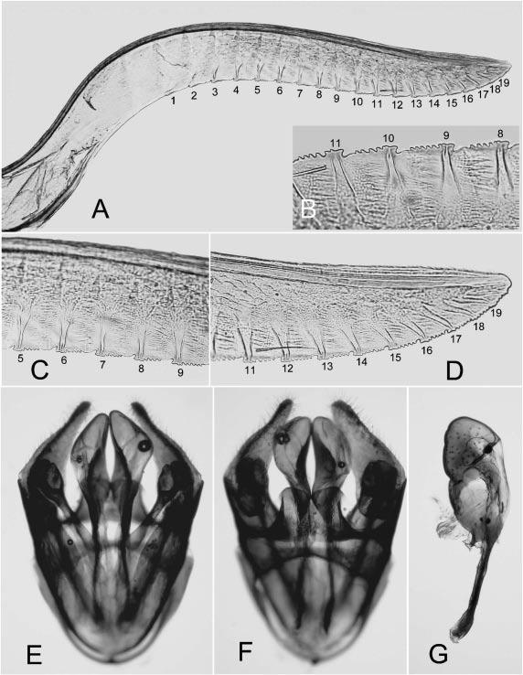 Two New Species of Macrophya Sawflies 51 Fig. 5. Macrophya satoi n. sp., holotype, female, lancet (A D) and paratype, male, genitalia, Tokyo (E G).