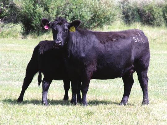 Black Angus Herd sires for our program must: Have an outcross pedigree to the majority of our herd Have a low to moderate birth weight Have above-average