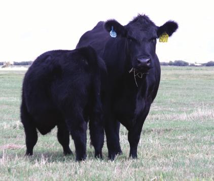 The Owl Creek Ranch Black Angus cow herd has been developed over the past twenty years, slowly with care no extremes, no fads, using low scoring