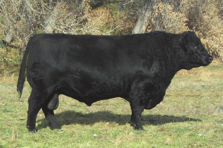 The mothers of our 2011 and 2012 sale bulls sell. These two bull sales had a combined average of $3,832.