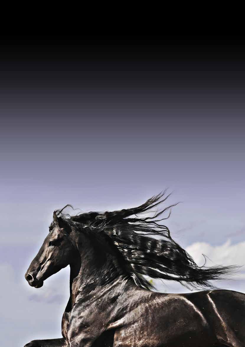 The History of the Photos by H2 Photography PART 2 The history of the Friesian is chequered, with the breed narrowly avoiding extinction on a few occasions.
