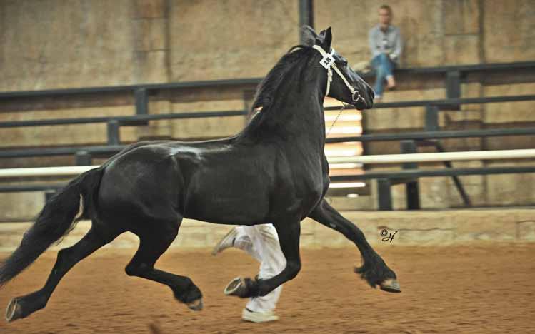 Trynke V/D W Stb Kroon (Bente 412) Preferent for stallions: The Preferent predicate can be awarded to stallions that have a lasting, special influence on the breed.