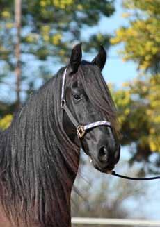 The lasting value of a stallion is evaluated based on the predicates achieved by offspring multiplied with a determined weighing value. Stallions who have achieved a total of 1.