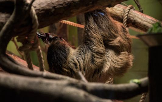 The two-toed sloth is not threatened in the wild but will spend a lifetime in captivity seemed to increase as meerkats became a key attraction for zoos in a way in which they weren t previously.