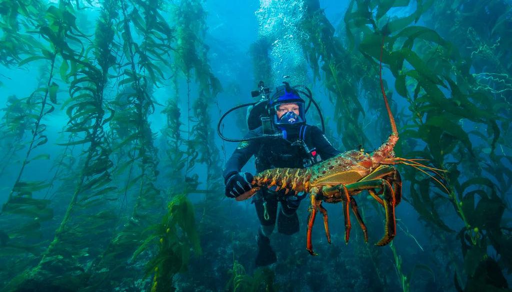 Creature Feature: California Spiny Lobster National Park Service Kelp Forest researcher, Kelly Moore, with a large California spiny lobster in the northern Channel Islands. Photo: NPS.