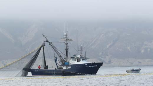 Commercial fishing in the Channel Islands.