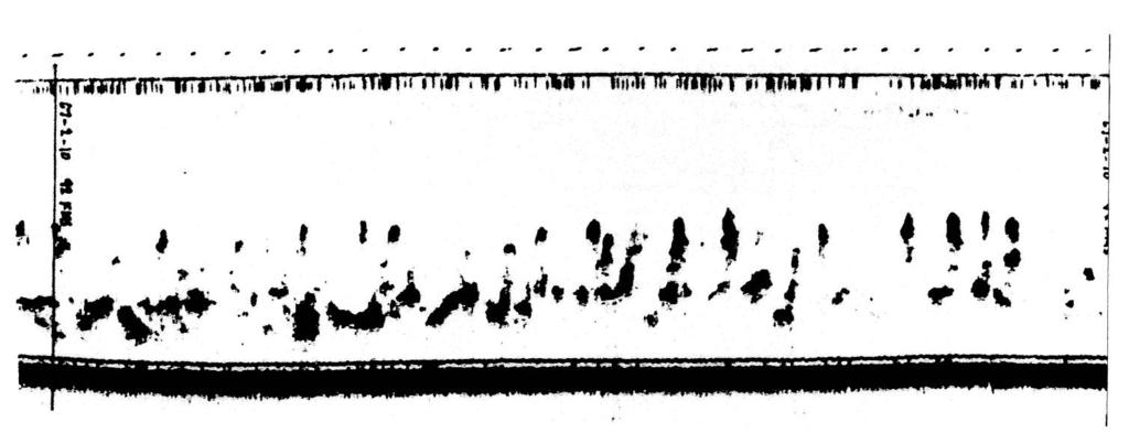 #3 72 #4 Echo Figure 2. Echograms of G.B.