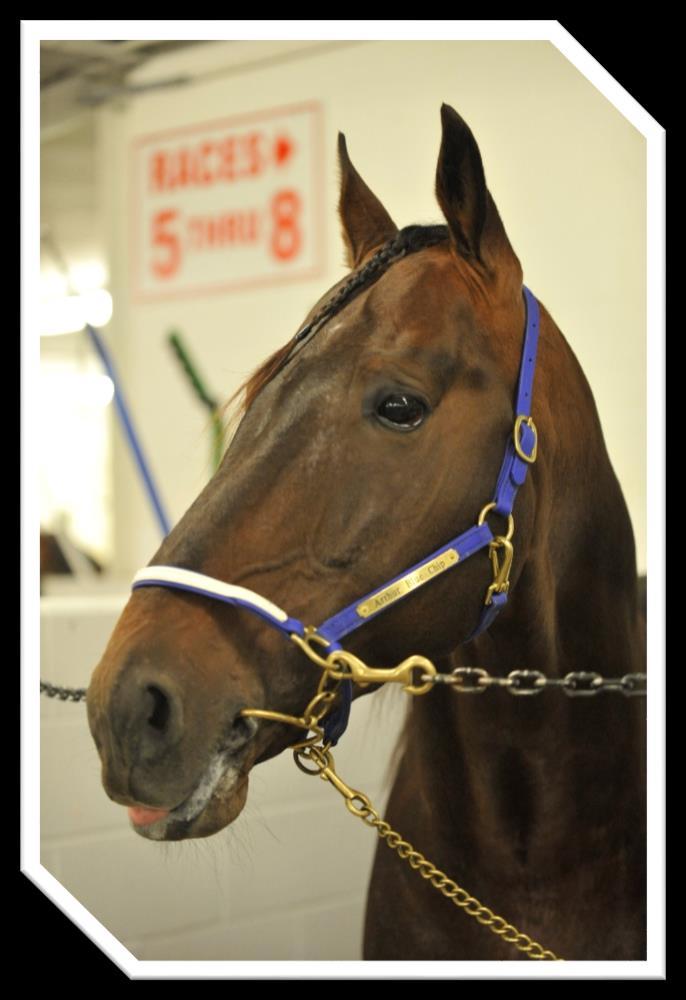 Arthur Blue Chip - This 4-year-old bay horse is a son two-time Breeders Crown runner-up Shadow Play (2008 3-Year-Old Colt Pace and 2009 Open Pace).