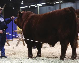 Black Angus Charolais Gelbvieh Horned Hereford Limousin Maine-Anjou Polled Hereford Red Angus Shorthorn* Simmental* Speckle Park*