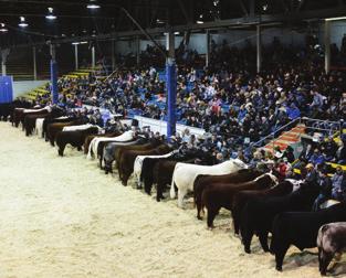 Champion bulls and females to compete together in the RBC Beef Supreme Challenge.