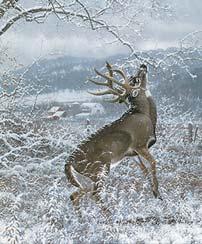 5982662565 October Mist Whitetail Deer No.