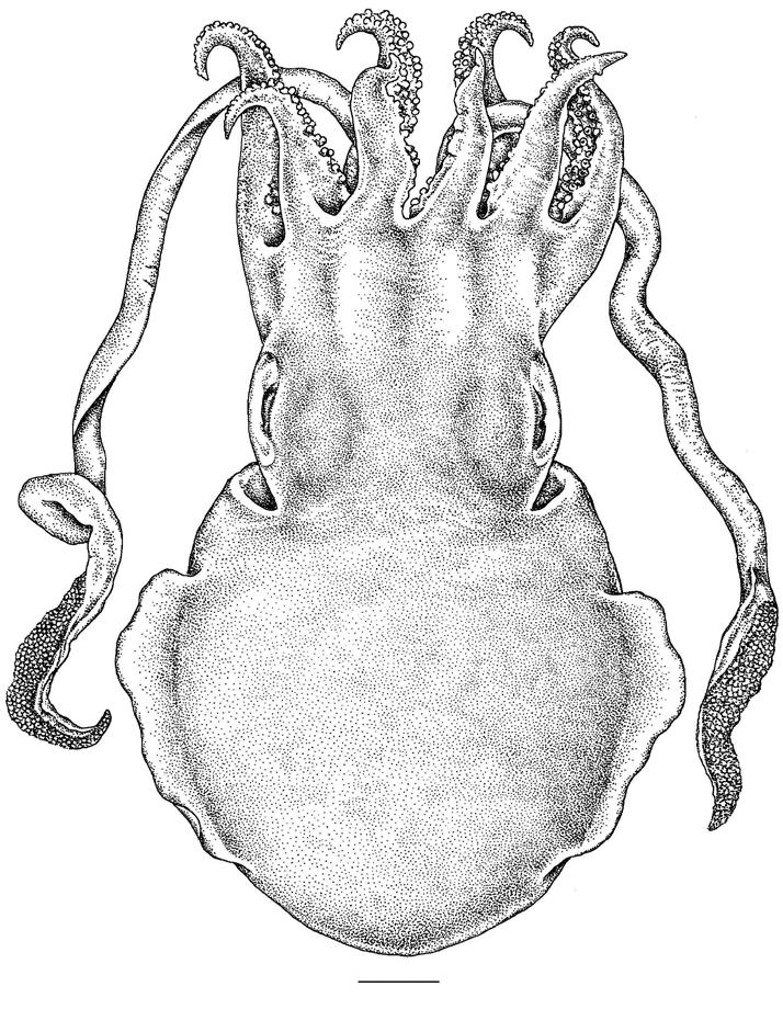 New bottletail squid from northern Australia Fig. 1. Sepioloidea magna sp. nov.: dorsal view, female, P.41687, 53.0 mm ML, scale bar 10 mm. tips.