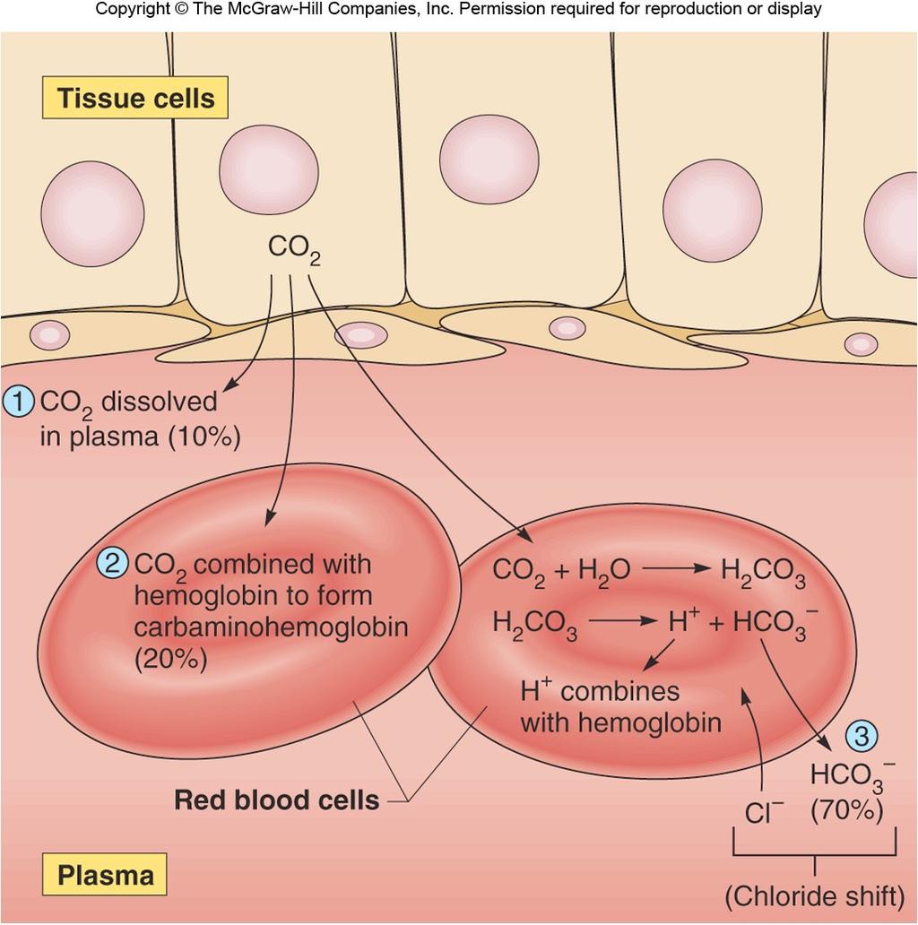 Carbon Dioxide transport Carbon Dioxide is transported in the blood as: dissolved CO2 (7% of blood CO2) carbaminohemoglobin (20% of blood CO2) bicarbonate ion (HCO3 ) In Tissue Capillaries: