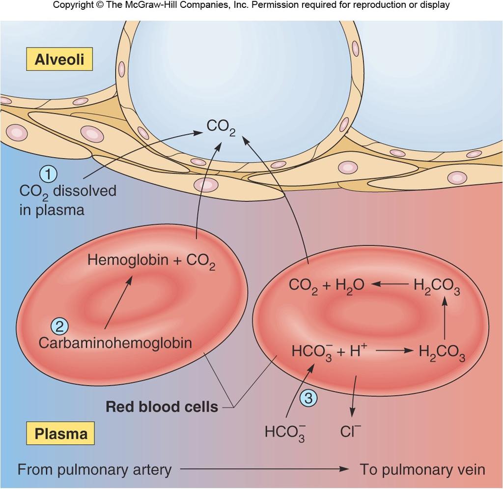 H+ binds to deoxyhemoglobin, HCO3 is exchanged for Cl- ion from plasma (chloride shift) In Pulmonary Capillaries: Reverse chloride shift exchanges Cl- ion to bring HCO3- into red blood cell.