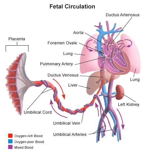 Fetal Circulation http://www.lpch.