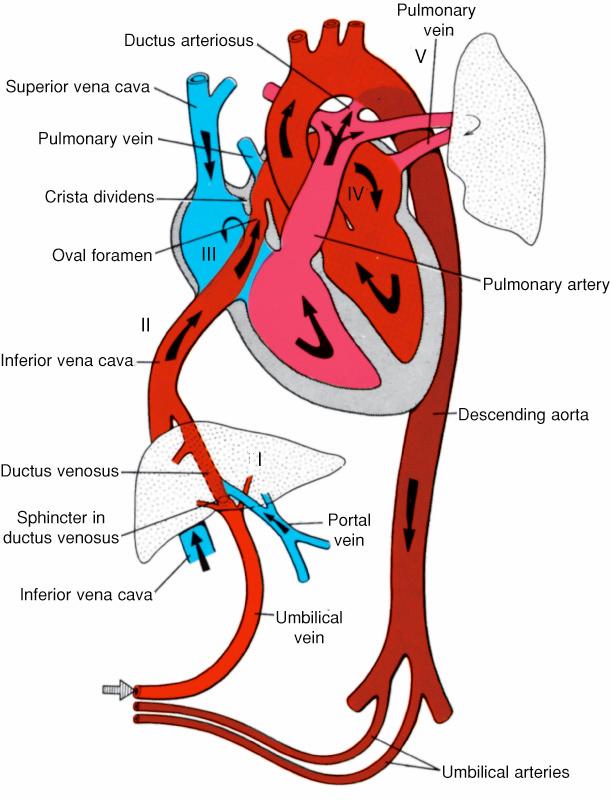html Ductus Arteriosus Shunt connects pulmonary artery to aorta