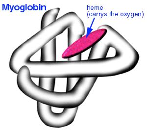 Myoglobin Respiratory pigment in skeletal and cardiac muscle cells.