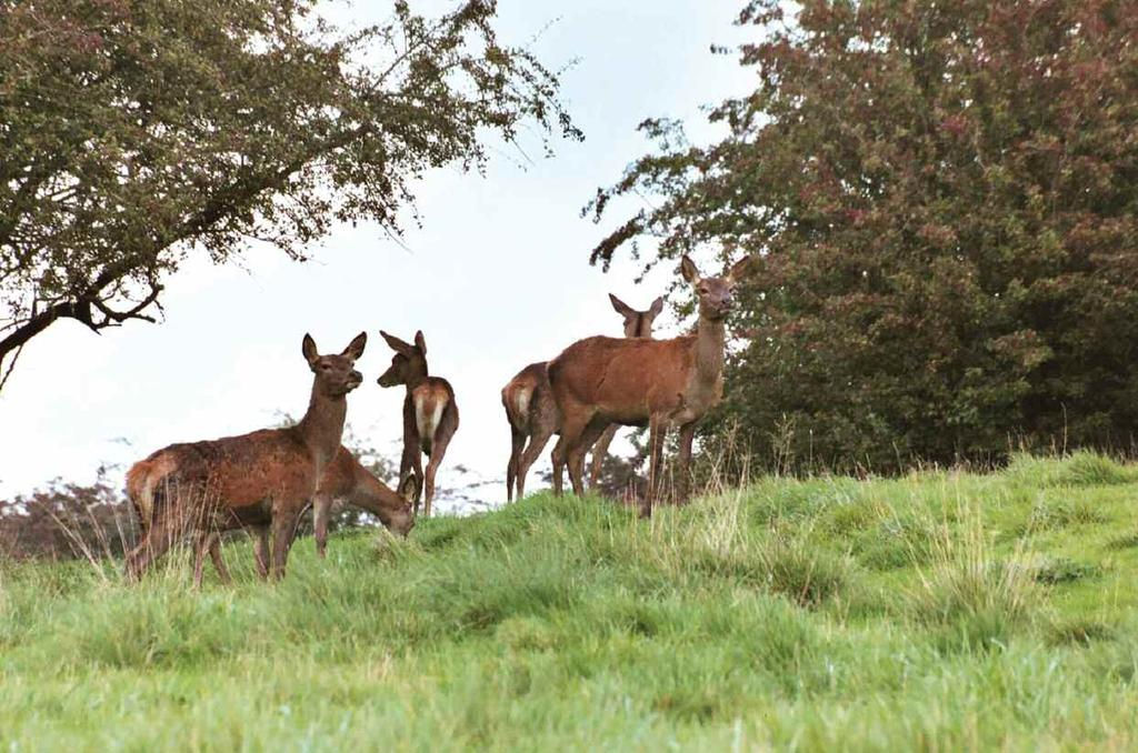 3. Delivery This strategy has set out the outcomes that we require for wild deer management, to benefit the economy, environment and people of Wales.
