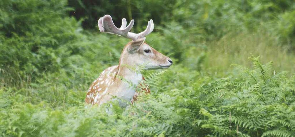 1.4 Guiding principles our approach to wild deer management Valuing wild deer Management of wild deer should reflect the values we place on them.