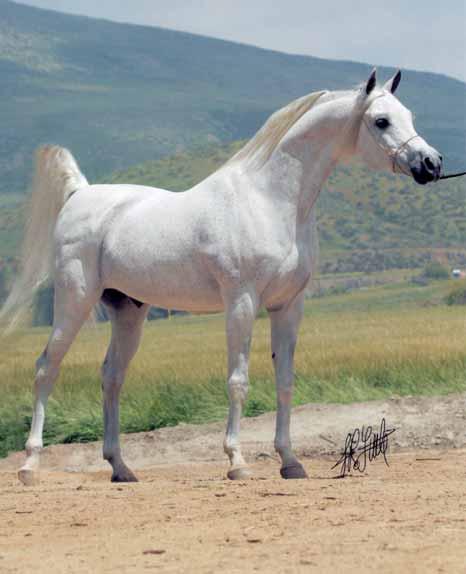 Abraxas Halimaar 1990 grey stallion (El Halimaar x SF Moon Maiden, out Kachina Moon).