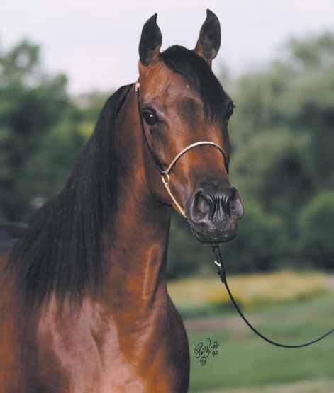 Polly Knoll photo Imperial Al Kamar 1987 grey stallion (El Hilal x Imperial Sonbesjul)