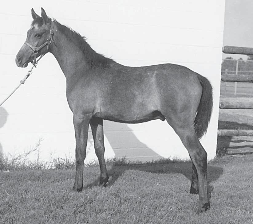 El Hilal as a foal at Gleannloch. Judi Forbis photo Hadban Enzahi, was being bred to Bint Nefisaa s full sister Nadja, five times producing such notables as the mares: Nayla, Nabya, Noha and Nedjari.