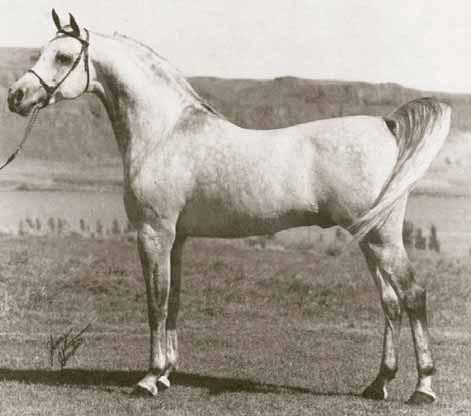 TheEgyptianPrince from Gleannoch. After only producing two foals for Sheila Varian, El Hilal was whisked off to Washington State where he would join TheEgyptianPrince.