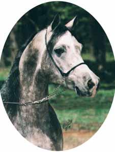 National Title. She was the most beautiful chestnut in the ring, with the supreme, femininity, grace and style of the ideal Arabian mare.