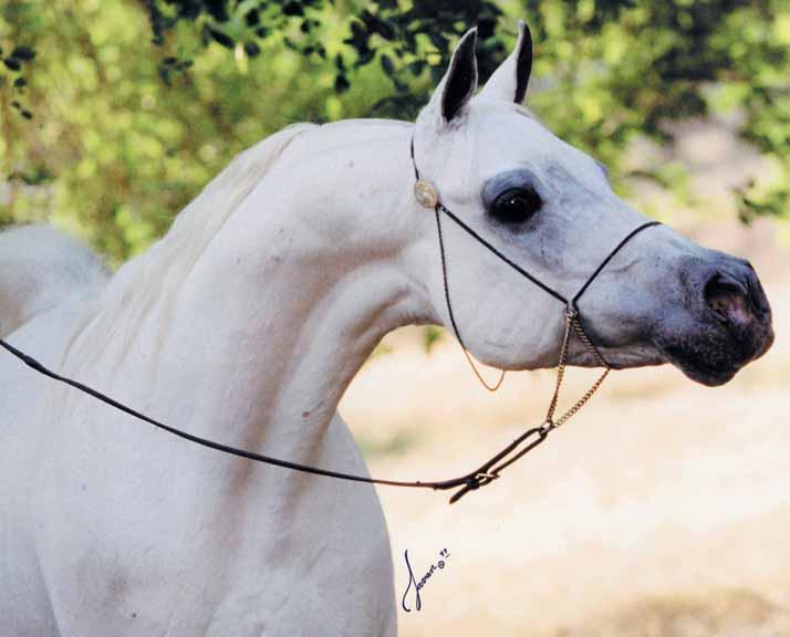 El Halimaar 1980 grey stallion (Ansata Ibn Halima x RDM Maar Hala by El Hilal) U.S.