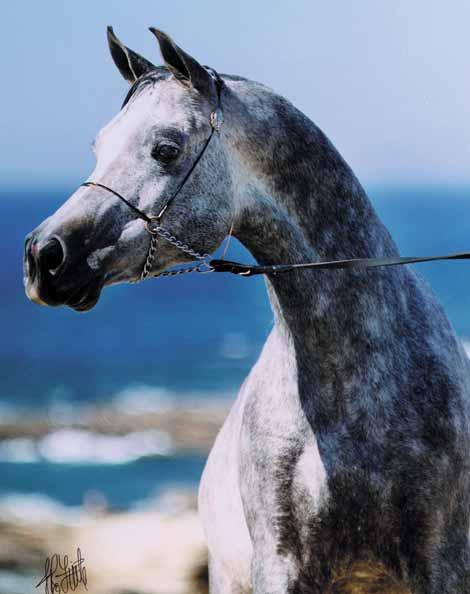 Halilulya MH 1995 grey stallion (El Halimaar x RDM Maar Hala).