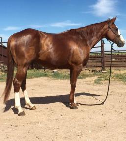RL RED HOT PARR 2007 AQHA - SELLS GRADE SORREL GELDING Chilly is a flashy Sorrel Gelding who stands 14.3h-1200lbs.