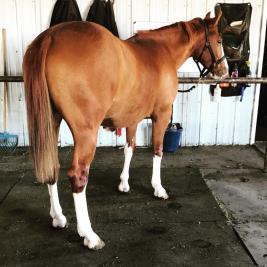 MAKIN BANK 2014 AQHA SORREL GELDING "Chrome" is an OUTSTANDING coming 3 year old gelding that is broke like a 6 year old.