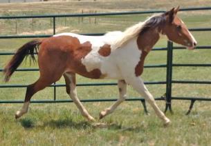 With her disposition, movement, color and pedigree, she will be a welcome addition to anyone's breeding program. PUZZLE has been handled since birth and is now ready to be started under saddle.