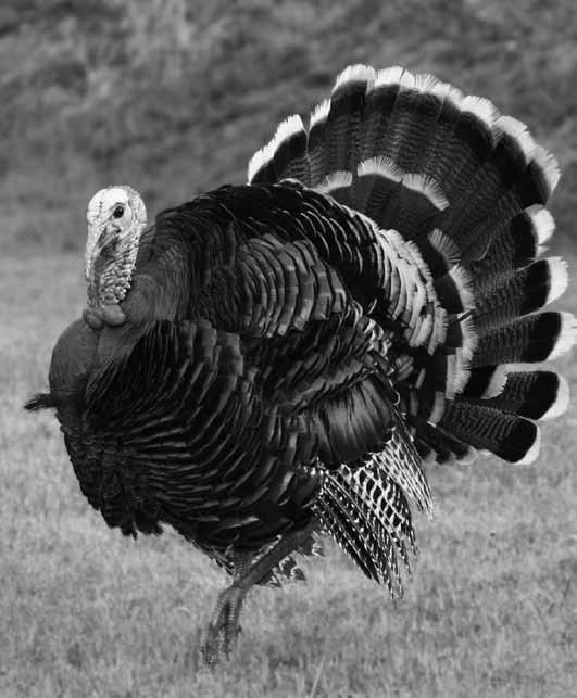 Wild Turkey (continued) 14 12 36% 1 8 6 4 17% 15% 18% 15% 2 Figure 9.
