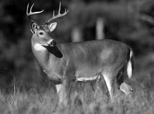 Executive Summary White-tailed Deer 4% said quality buck hunting was the main reason why they hunted deer on WMAs and 43% were satisfied with their chance to harvest a quality buck on WMAs Overall,