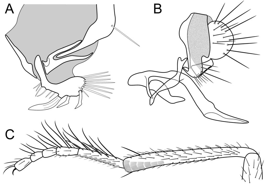Revision of Modified Mouthparts Species Group of Hawaiian Drosophila 21 Fig. 4. Drosophila gladius male (holotype from Kahuku). (A) Lateral view of labellum. (B) Terminalia.